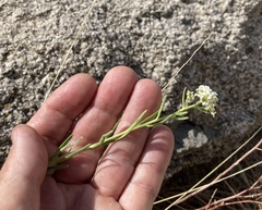 Lepidium alyssoides