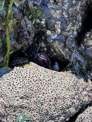 Dodecaceria fewkesi