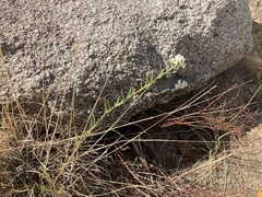 Lepidium alyssoides
