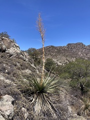 Nolina durangensis