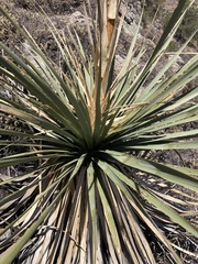 Nolina durangensis