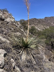 Nolina durangensis