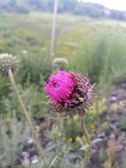 Carduus nutans