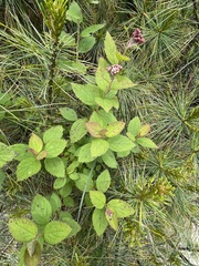Spiraea hayatana
