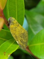 Ricania sublimata
