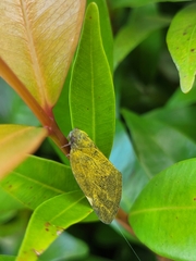 Ricania sublimata