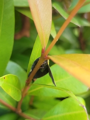 Ricania sublimata