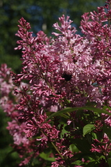 Syringa × prestoniae