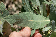 Eriodictyon traskiae