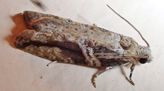 Proteoteras crescentana