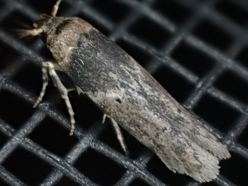 Holcocera crassicornella