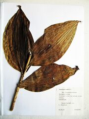 Veratrum nigrum
