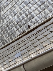 Phoenicurus ochruros