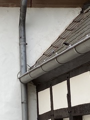 Phoenicurus ochruros