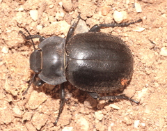 Morica favieri