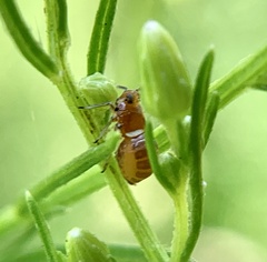 Pissonotus binotatus