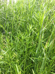 Dulichium arundinaceum