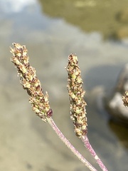 Plantago alpina