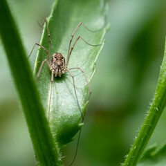 Rilaena triangularis