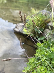 Plantago alpina