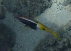 Parupeneus barberinoides