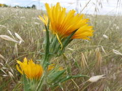 Scolymus grandiflorus