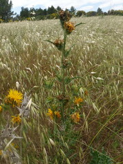 Scolymus grandiflorus