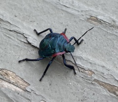 Alcaeorrhynchus
