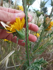 Scolymus grandiflorus