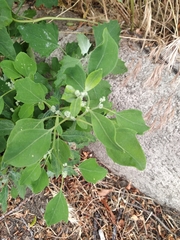 Chenopodium album pedunculare