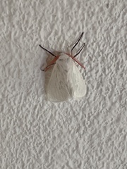 Pygarctia roseicapitis