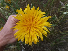 Scolymus grandiflorus