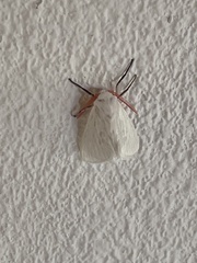 Pygarctia roseicapitis