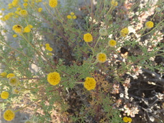 Foveolina dichotoma