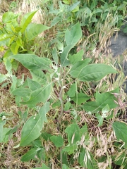 Chenopodium album pedunculare