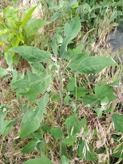Chenopodium album pedunculare