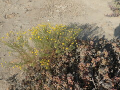 Foveolina dichotoma