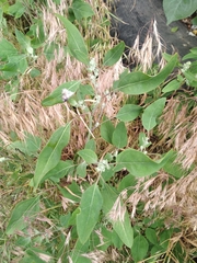 Chenopodium album pedunculare