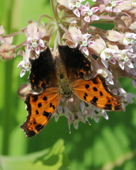Polygonia comma