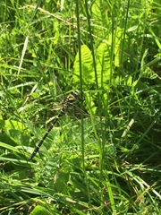 Cordulegaster boltonii