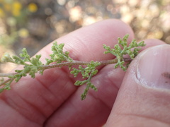 Foveolina dichotoma