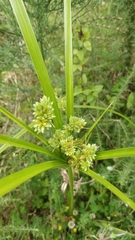 Cyperus eragrostis image