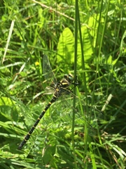 Cordulegaster boltonii