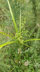 Cyperus eragrostis image