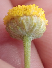 Foveolina dichotoma