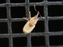 Notolomus basalis