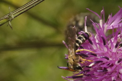 Halictus sexcinctus
