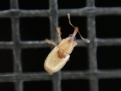 Notolomus basalis