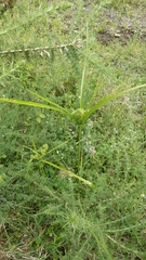 Cyperus eragrostis image