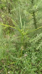 Cyperus eragrostis image